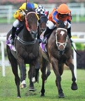 Chase Me<br>Photo by Singapore Turf Club